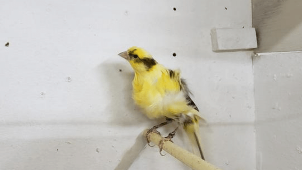 spacious cage for Swiss Frill Canary birds