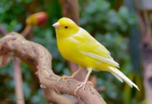 Yellow Canary