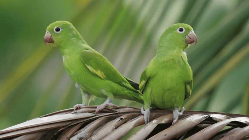 Yellow Chevroned Parakeets