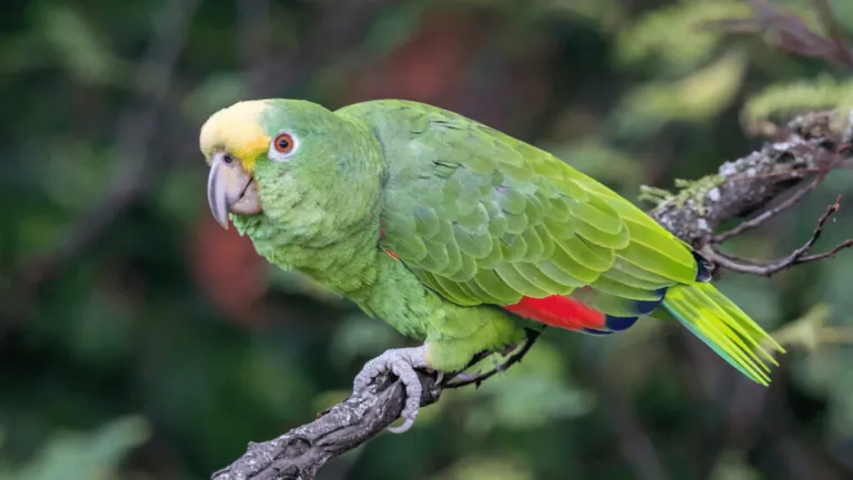 Yellow Crowned Parrots