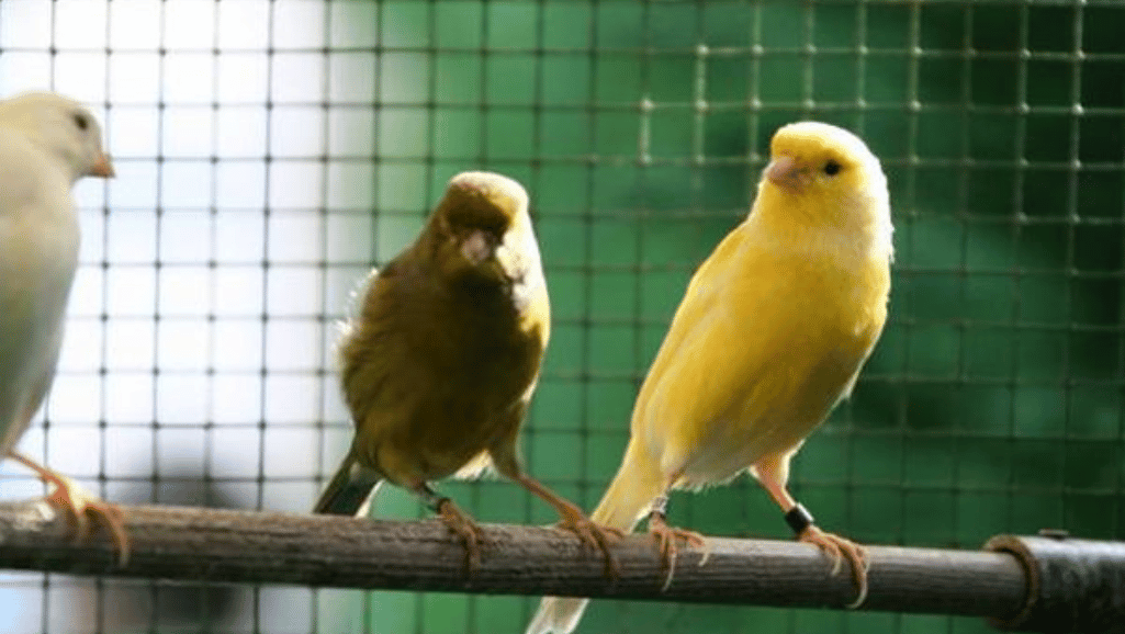 harz roller canary
