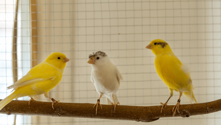 The Harz Roller Canary: Germany's Singing Sensation