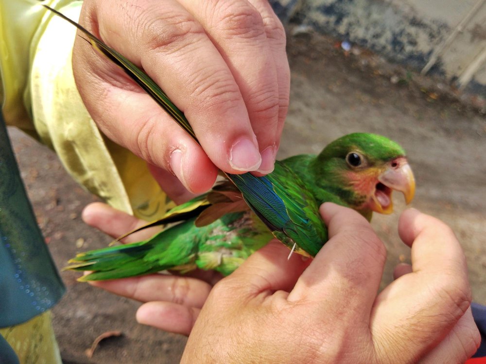 First Aid for Avian Birds