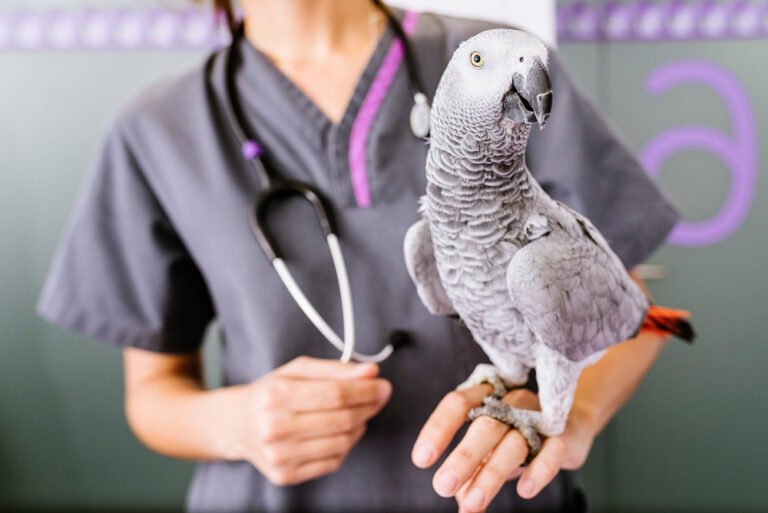 veterinarian-doctor-is-making-check-up-parrot-veterinary-concept