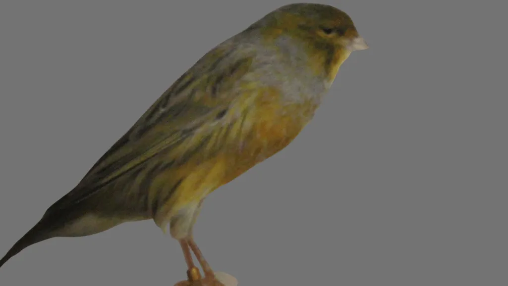 Yorkshire Canary