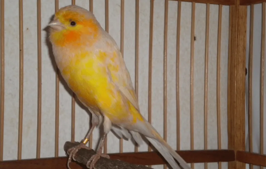 Yorkshire Canary