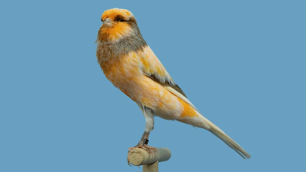Yorkshire Canary