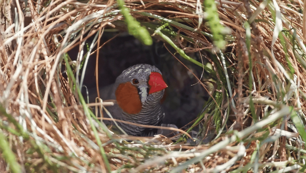 Bird Nest for Finche