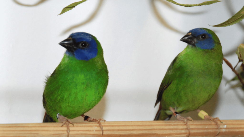 blue faced parrot finch