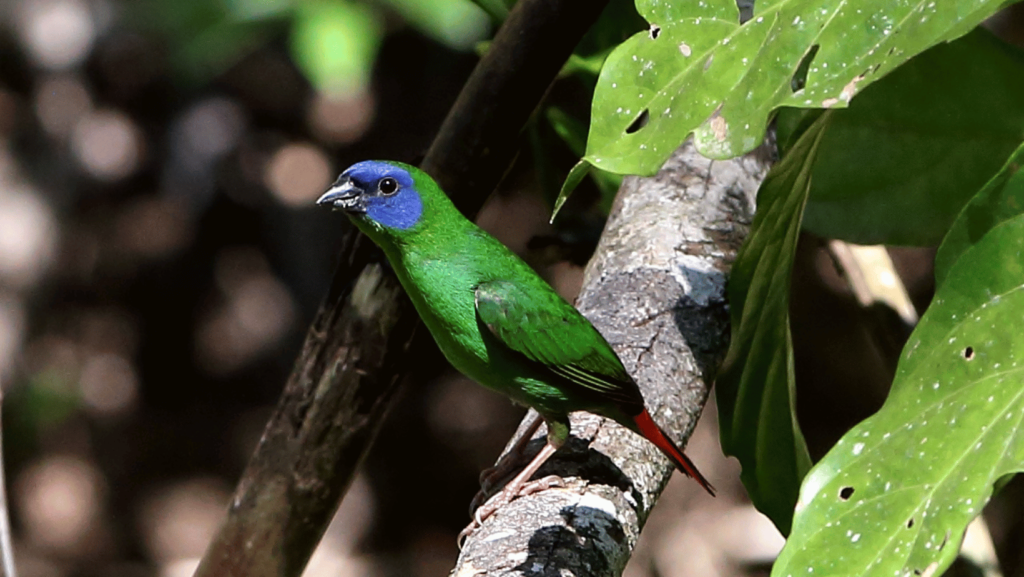 blue faced parrot finch