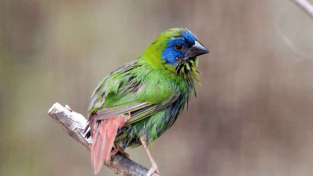 blue faced parrot finch showering 