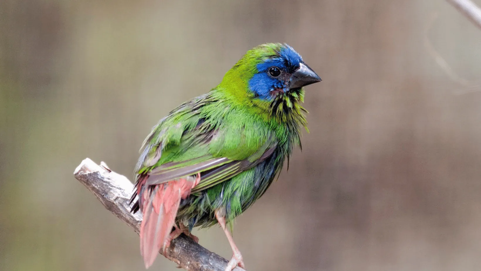 blue faced parrot finch showering