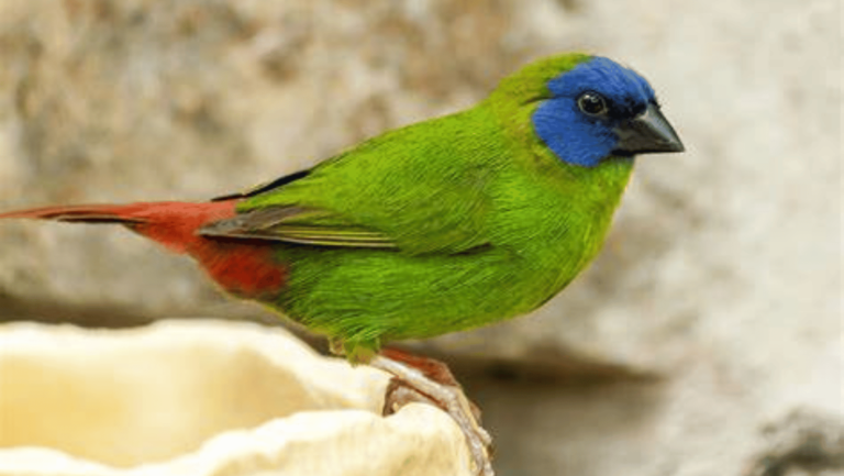 blue faced parrot finch