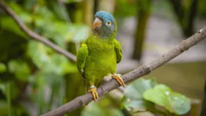 Blue Crowned Parakeet