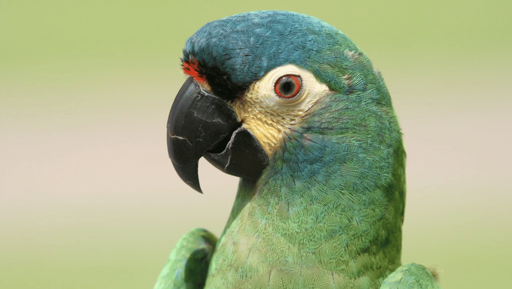 blue winged macaw habitat