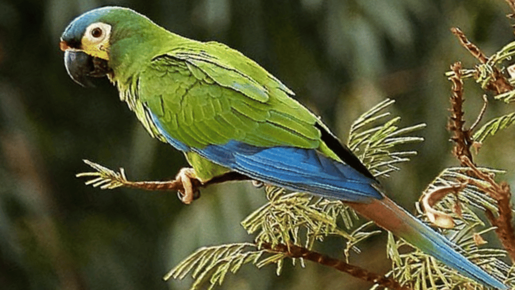 blue winged macaw behavior