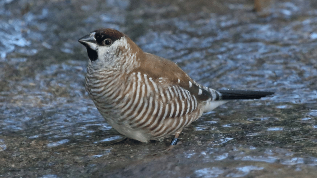 Cherry Finch migration Cherry Finch