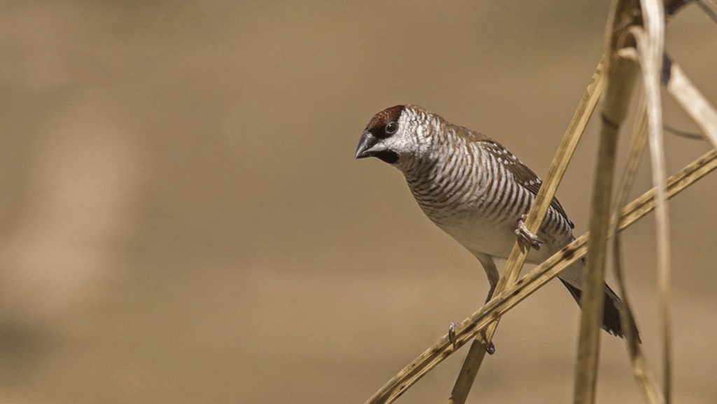 Importance of Cherry Finch in Avian Biodiversity Cherry Finch