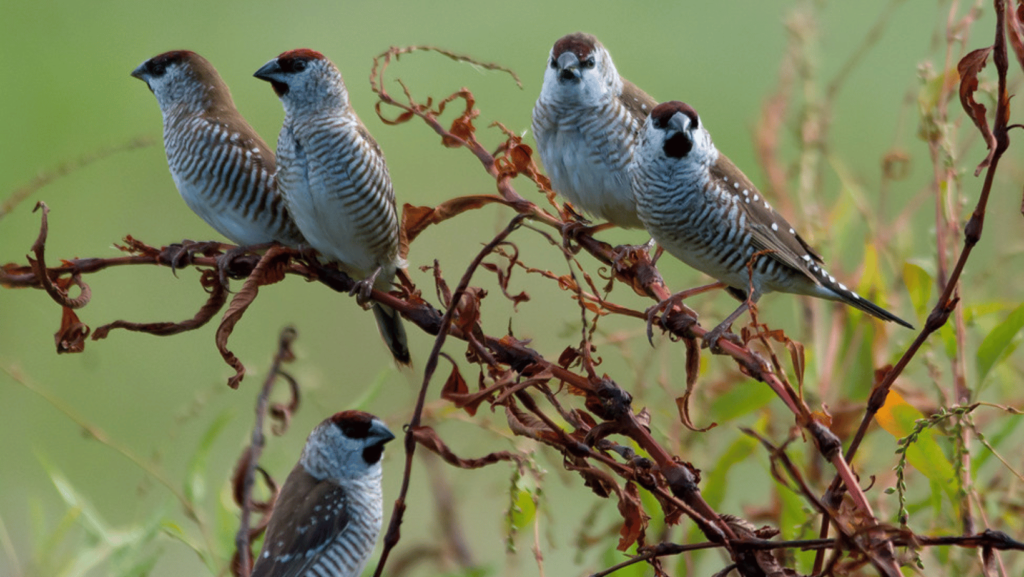 Cherry Finch Birdwatching Cherry Finch