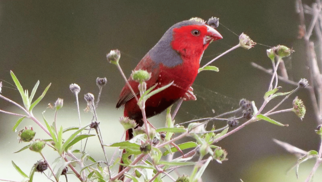 crimson finch