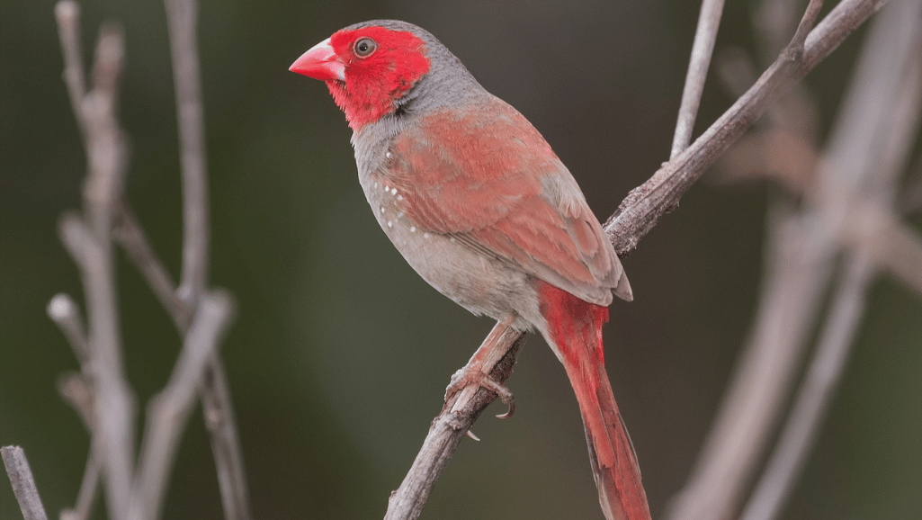 crimson finch