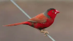 crimson finch