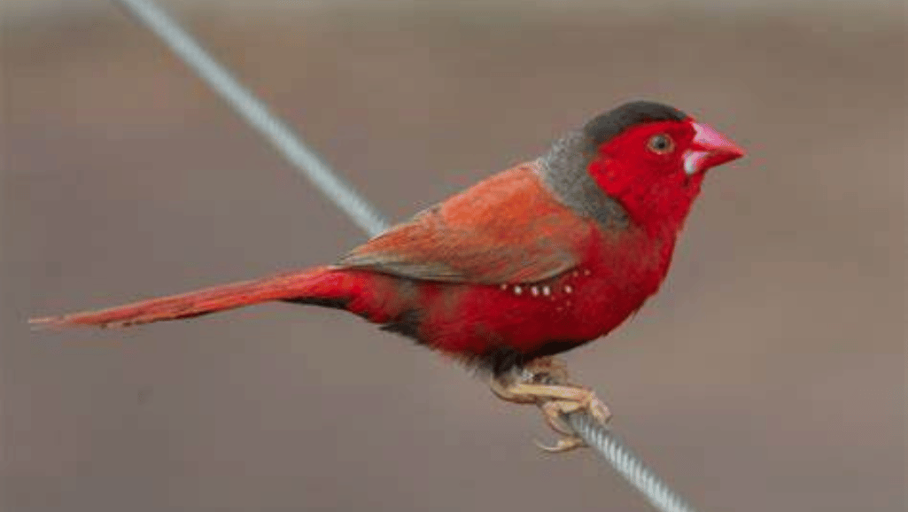 crimson finch