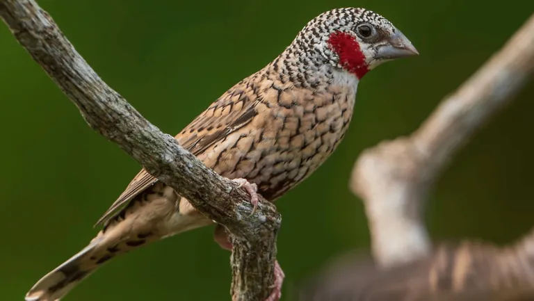 Cut throat Finch
