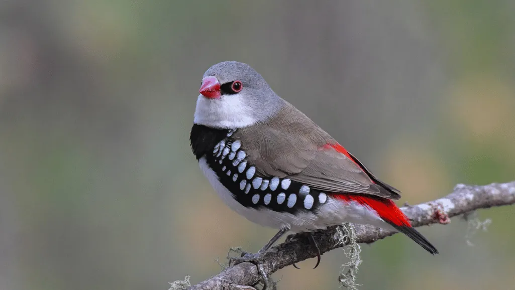 Diamond Firetail Finch