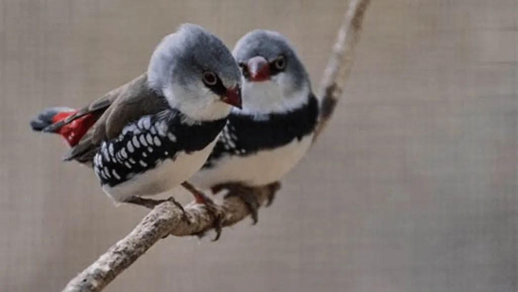 Diamond Firetail Finch