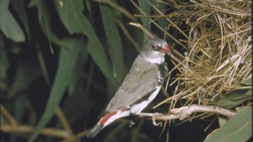 Diamond Firetail Finch