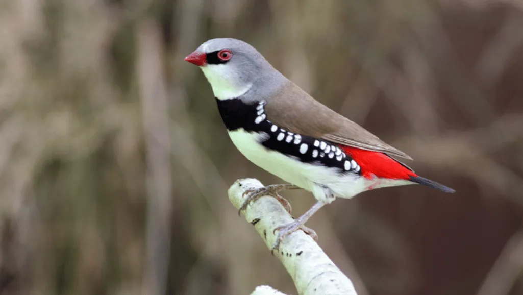 Diamond Firetail Finch