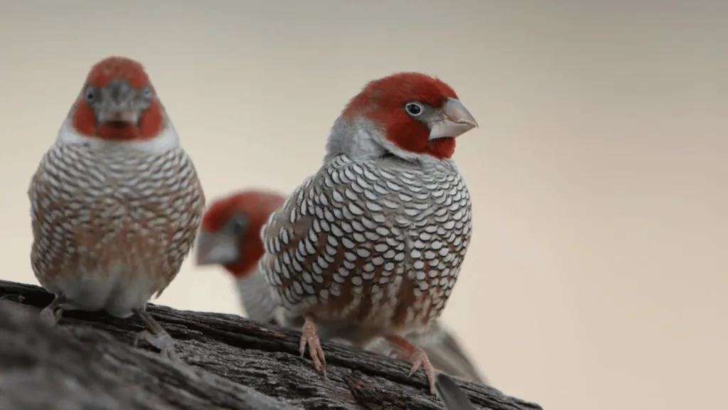 Fiery Red Headed Finch