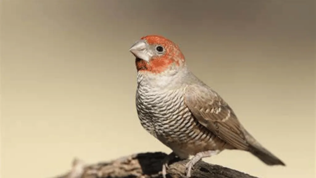 Fiery Red Headed Finch