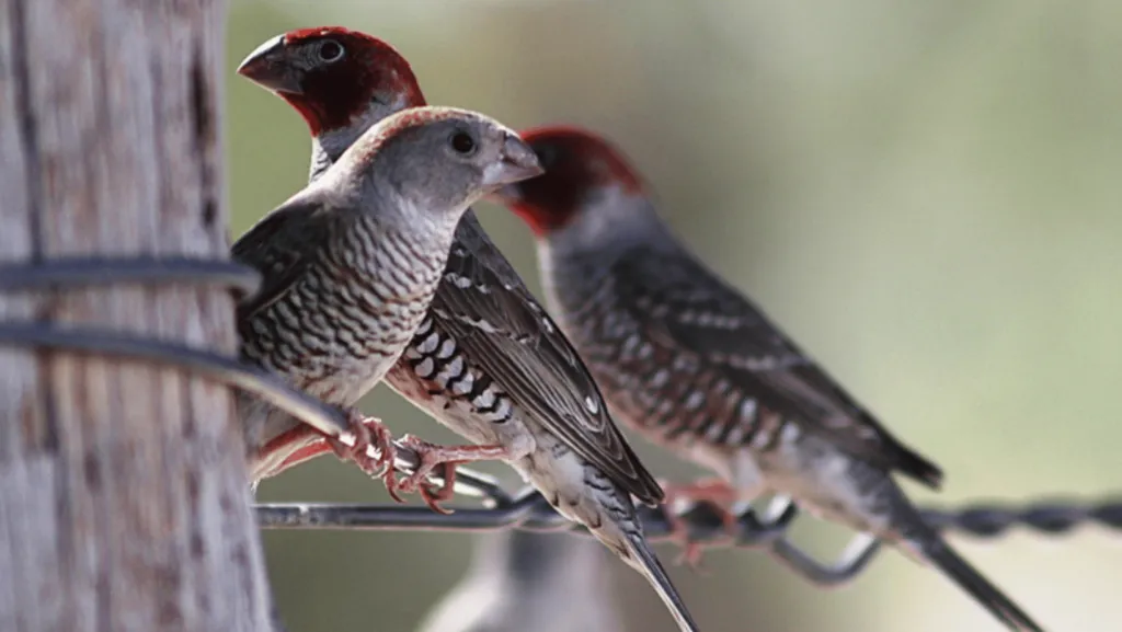 Fiery Red Headed Finch