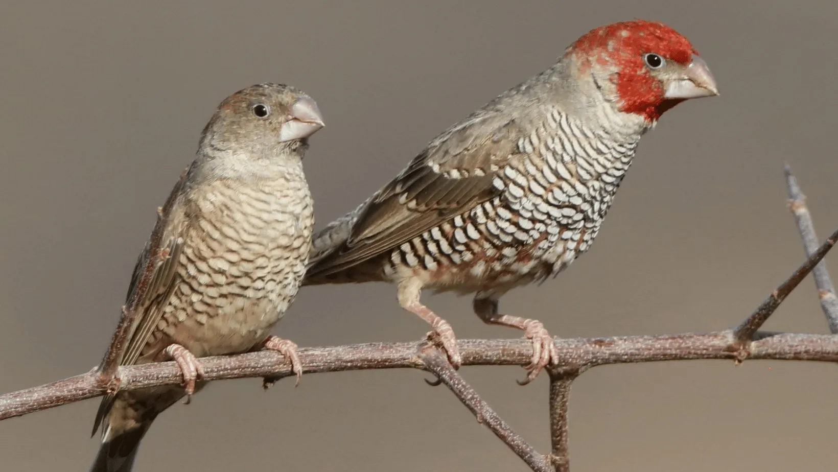Fiery Red Headed Finch