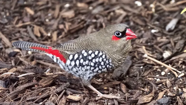 Firetail Finch
