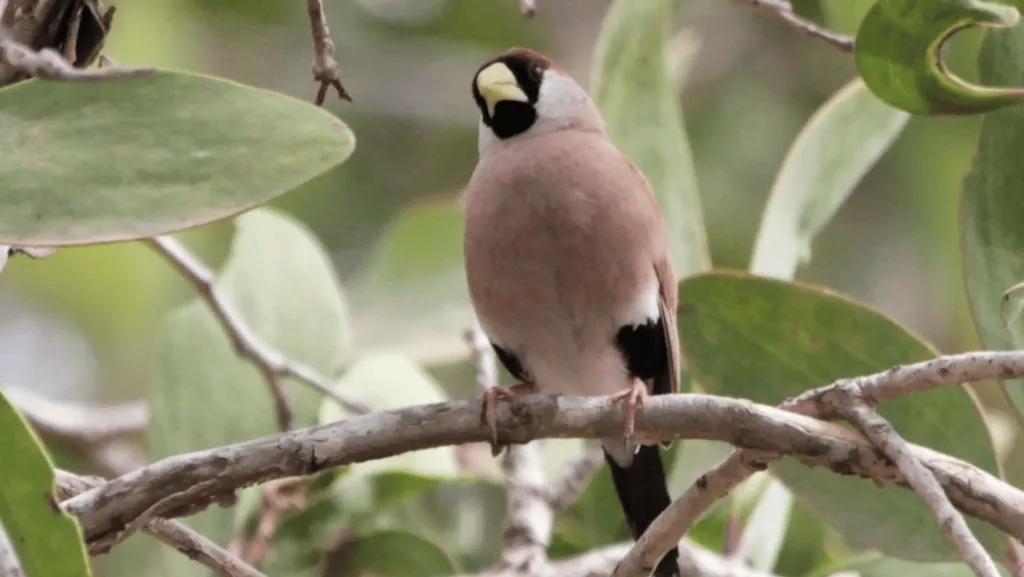 Masked Grassfinch