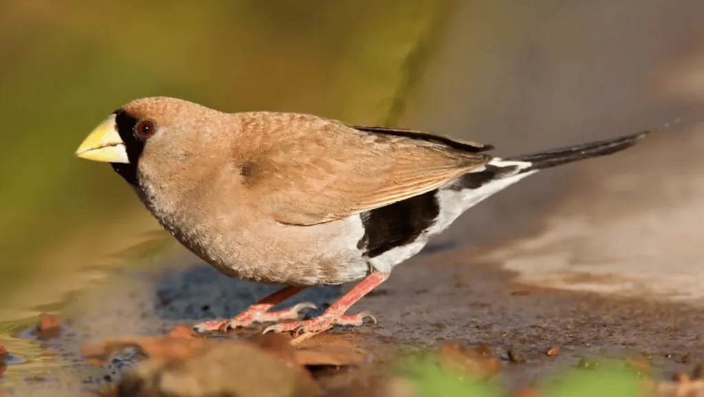 Masked Grassfinch