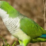 Monk Parakeet