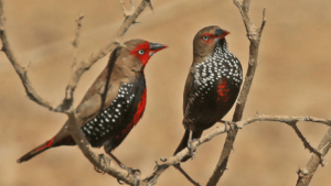 Painted Firetail Finch