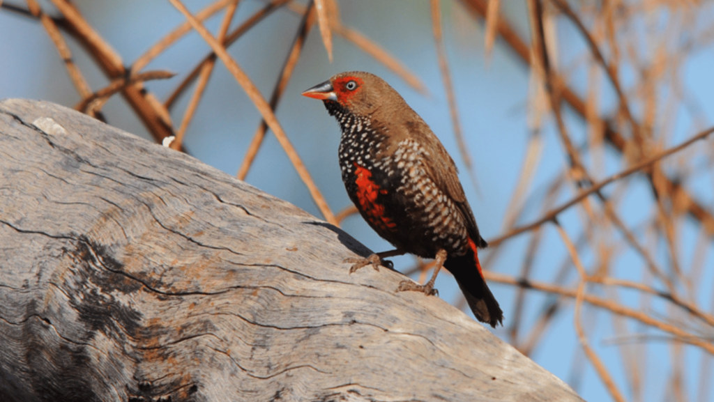 Painted Firetail Finch