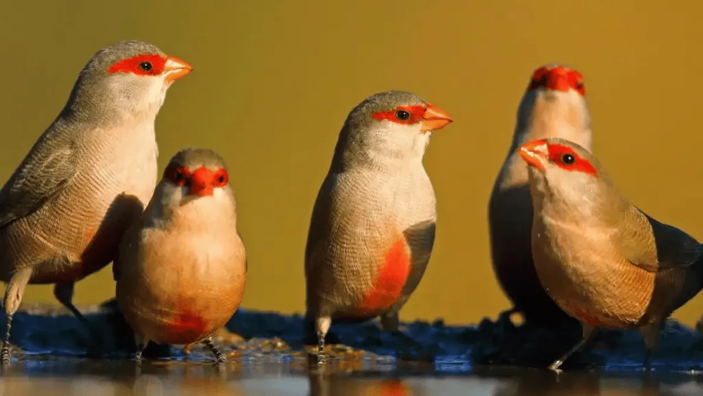 Red Brow Waxbill
