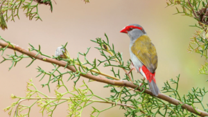 Red Brow Waxbill