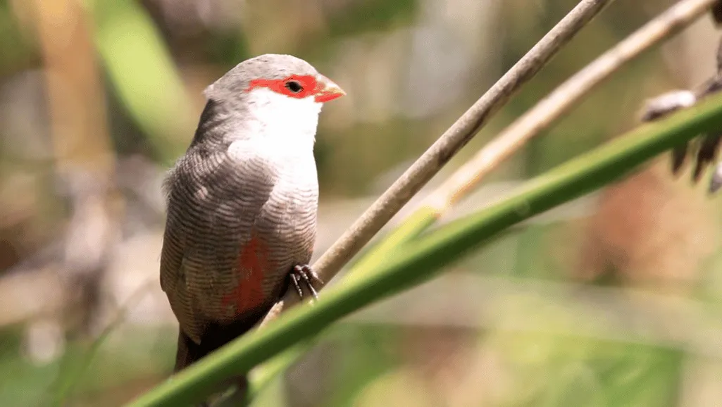 Red Brow Waxbill Finch 