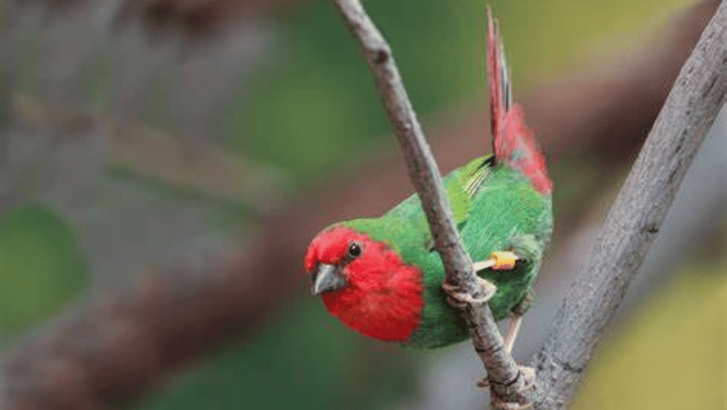 Red Head Parrot Finch