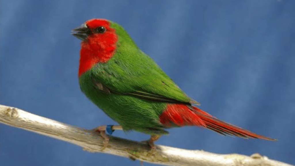 red head parrot finch