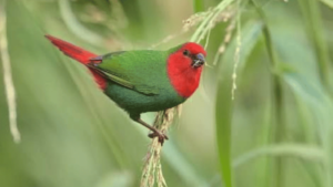 red head parrot finch