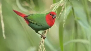 red head parrot finch