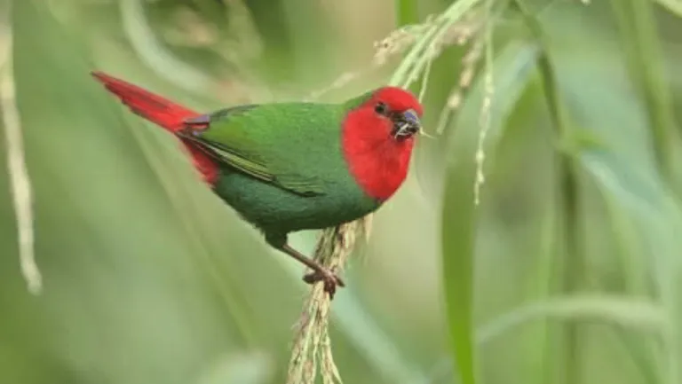 red head parrot finch